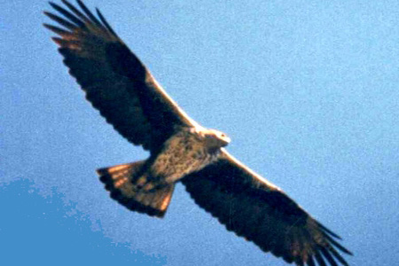 Aquila del Bonelli